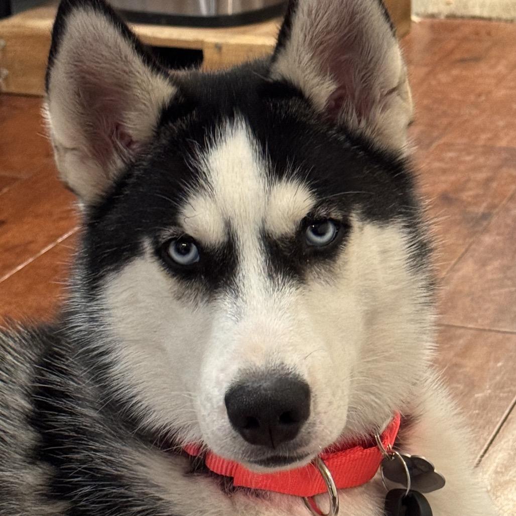 Enlarge Eddie, a Adoptable mixed breed in Blaine, MN image 6/6