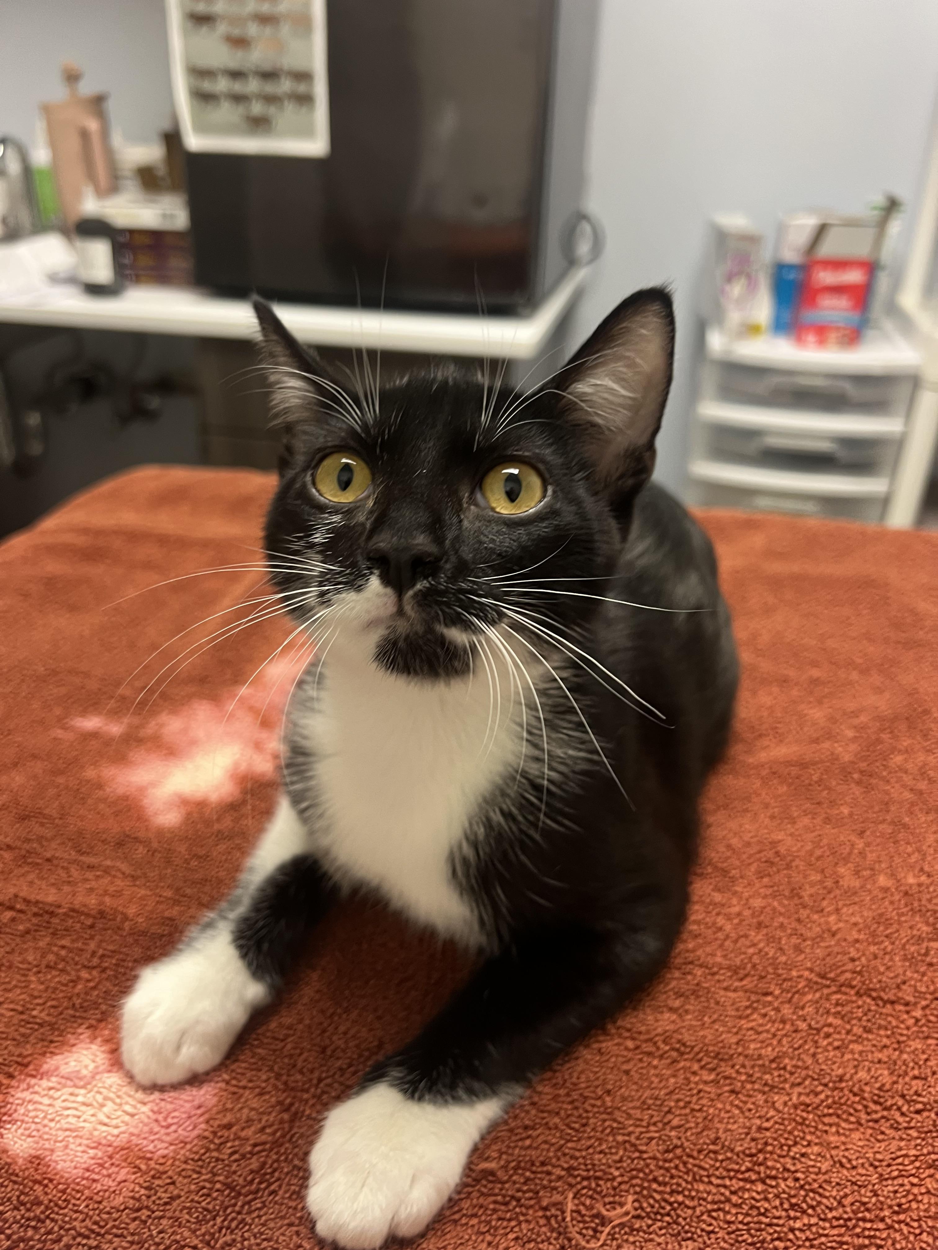 Michael, Adoptable, Young Male Domestic Short Hair.