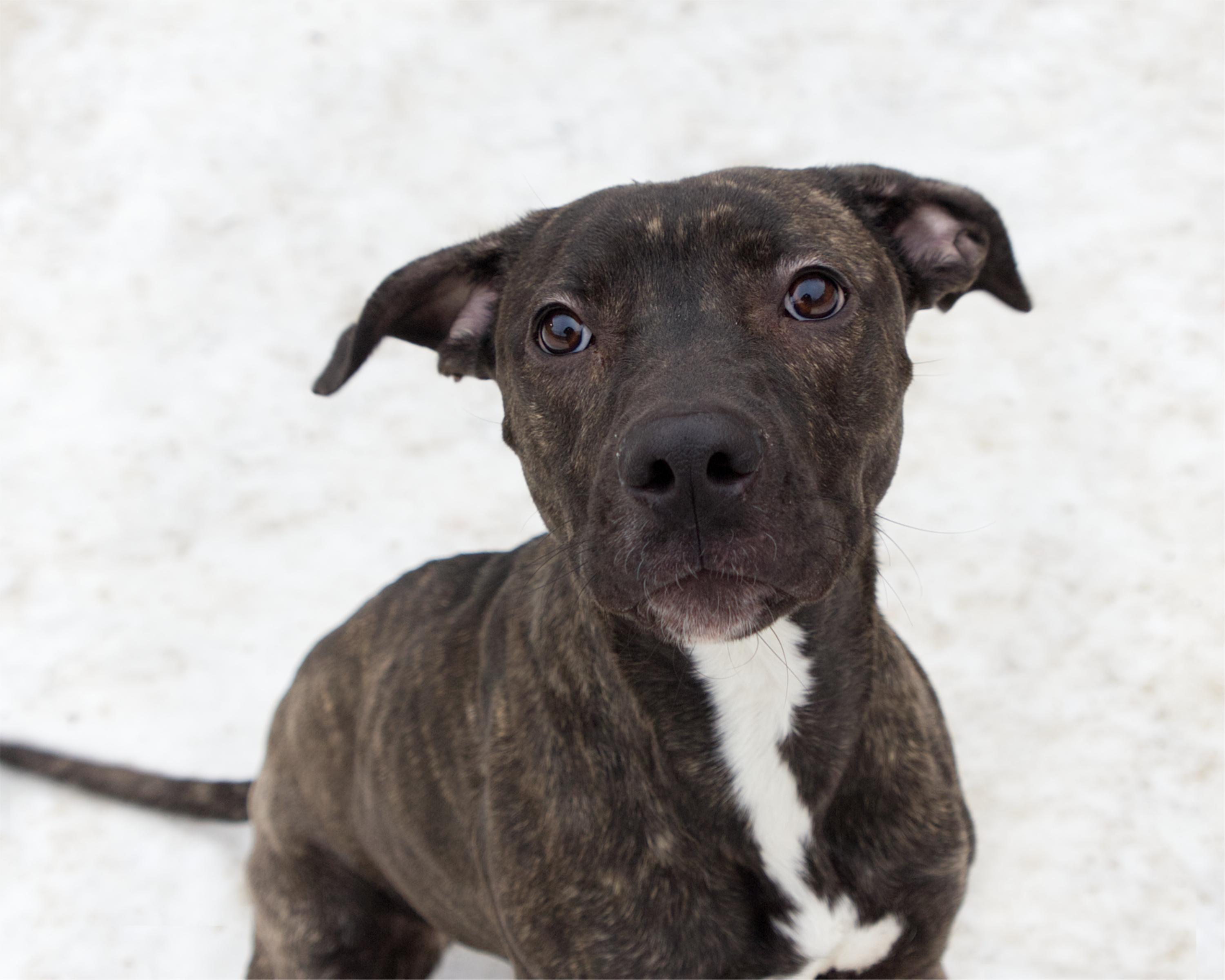 Teresa, adoptable, Adult Female Boxer.