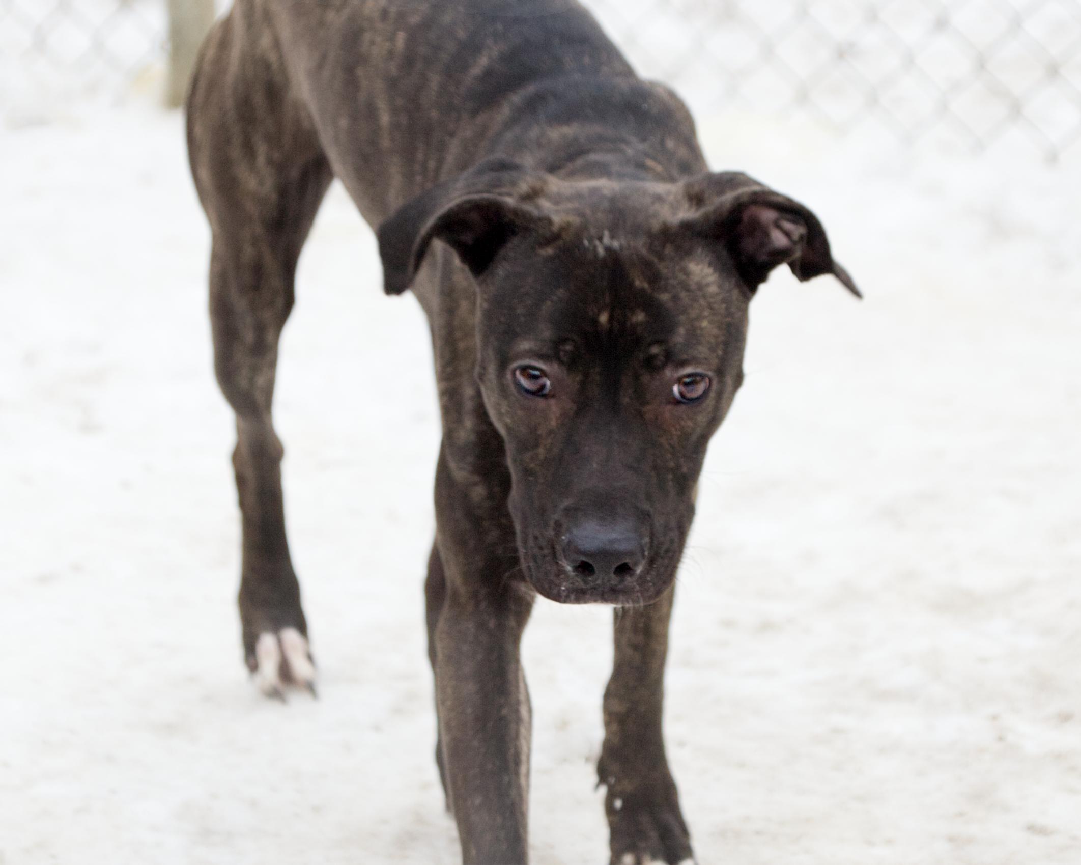 Enlarge Teresa, an adoptable mixed breed in Winnipeg, MB image 2/3