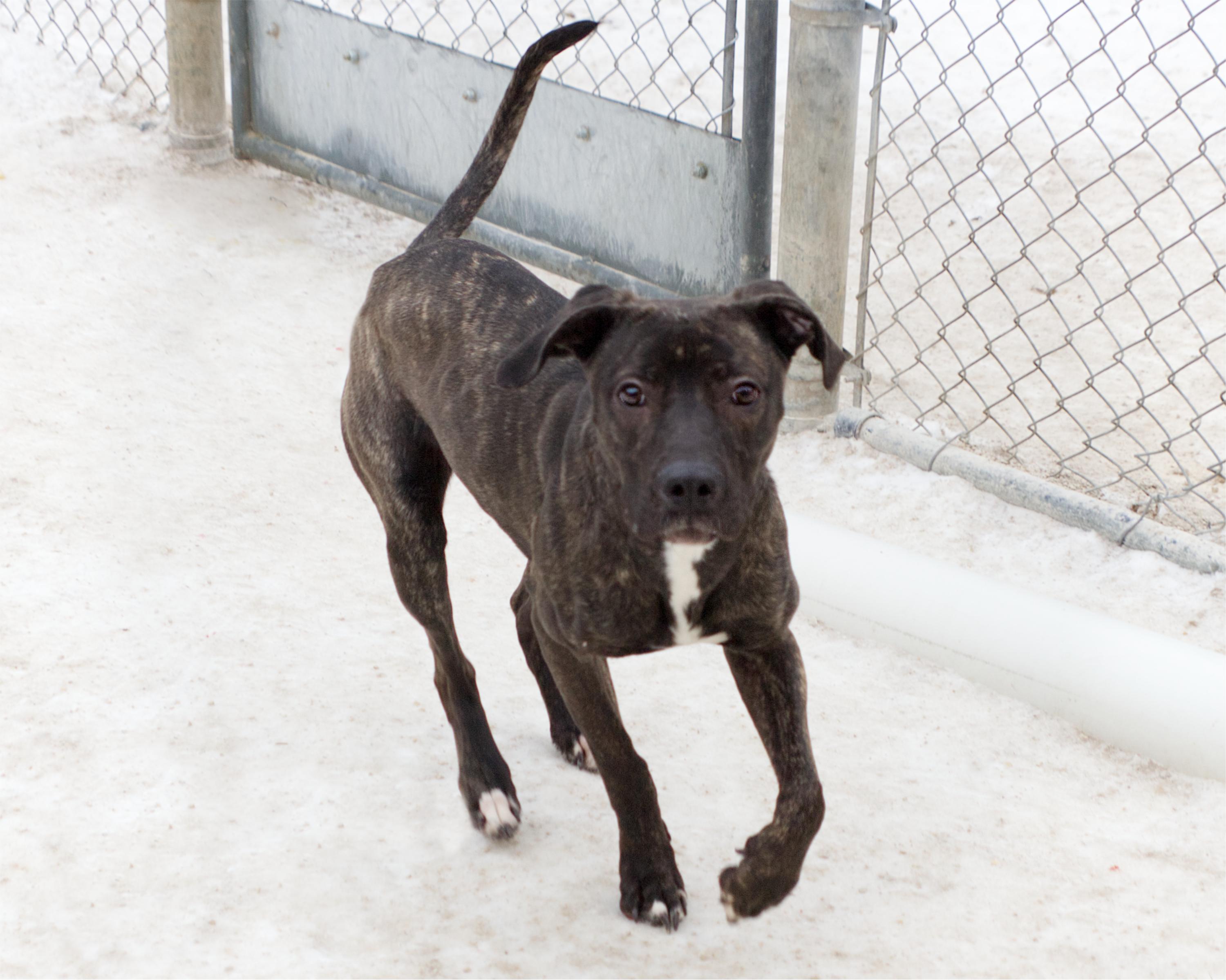 Enlarge Teresa, an adoptable mixed breed in Winnipeg, MB image 3/3