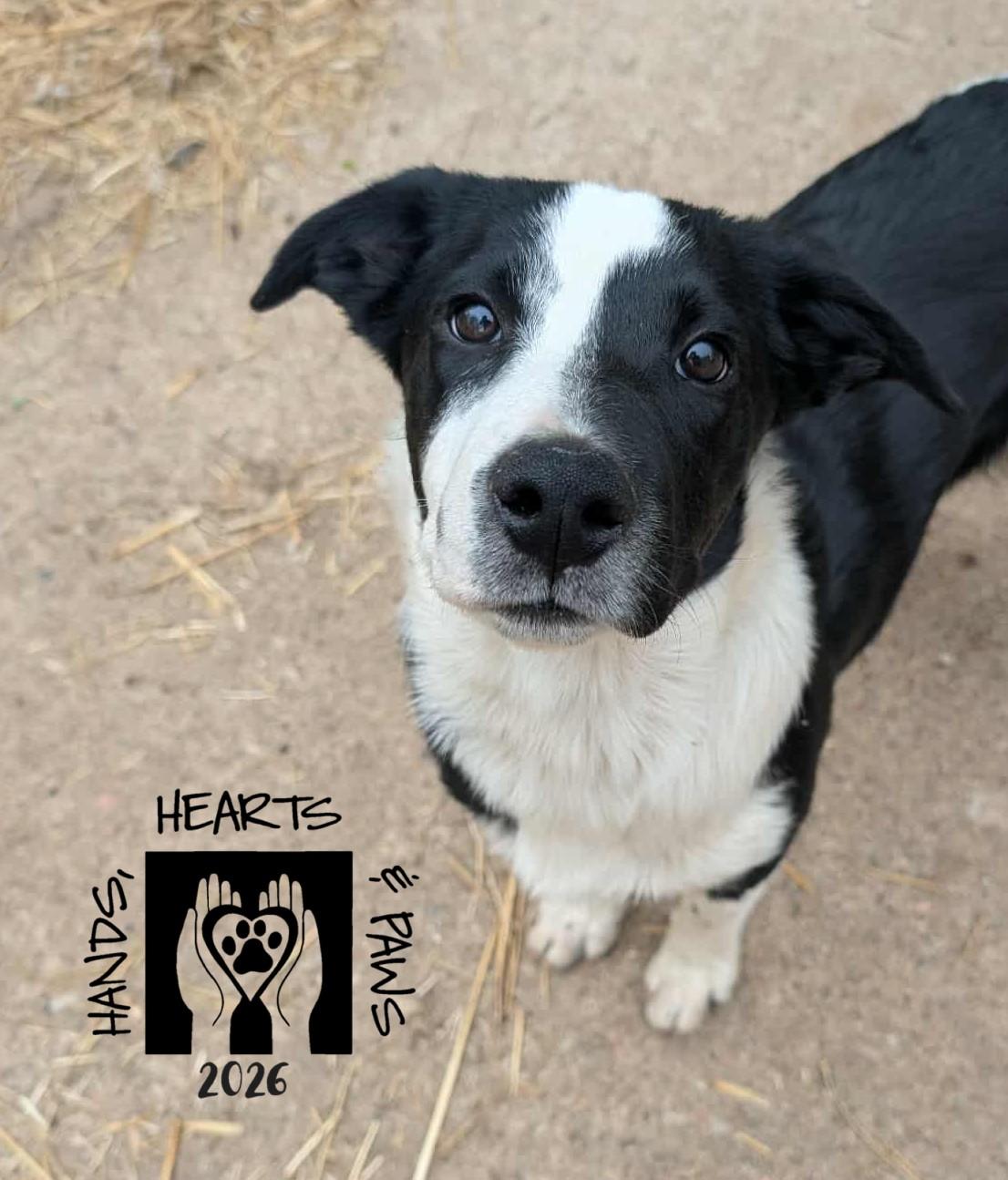 Enlarge Jetsam, a ADOPTABLE mixed breed in Omaha, NE image 2/3