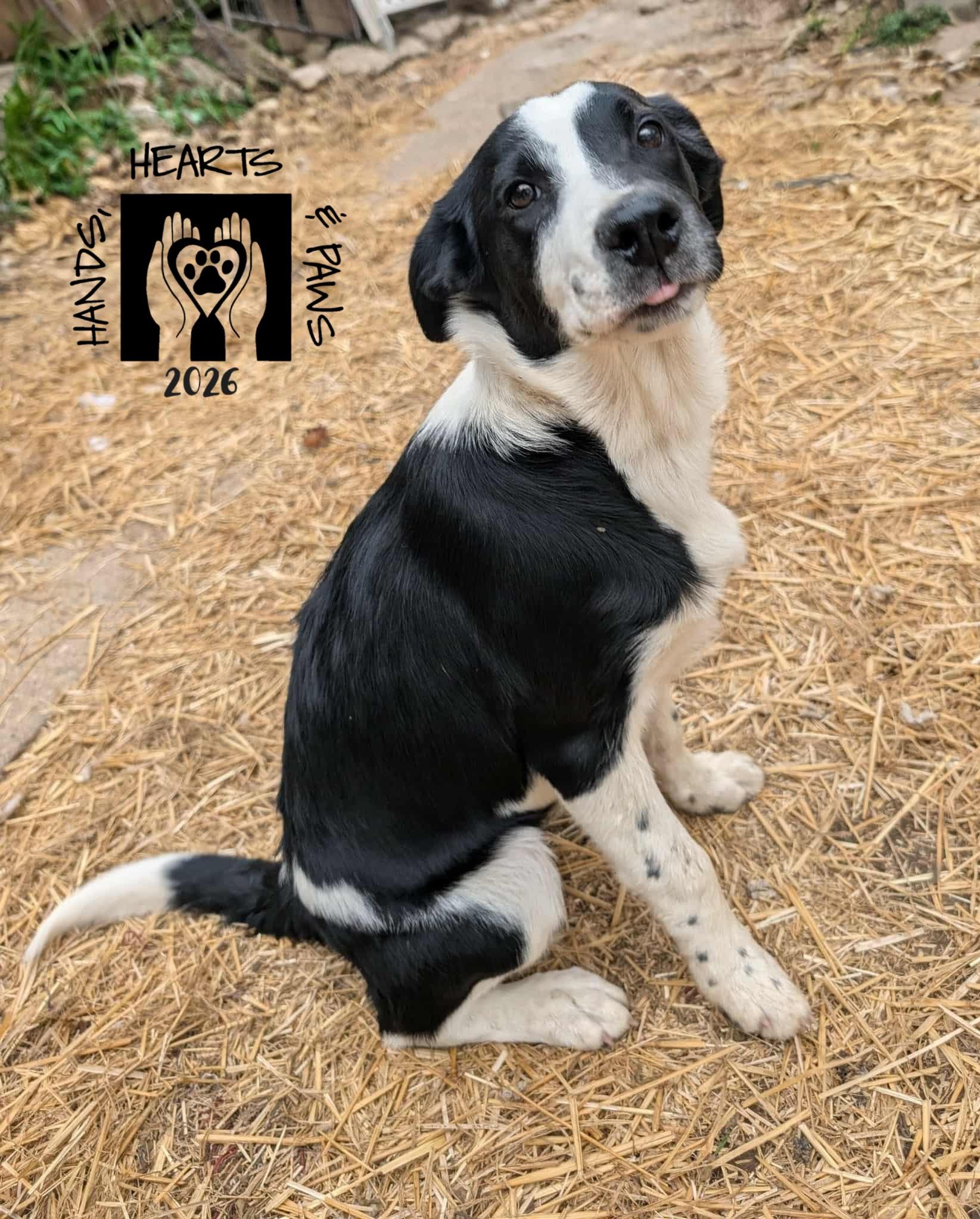 Enlarge Jetsam, a ADOPTABLE mixed breed in Omaha, NE image 1/3