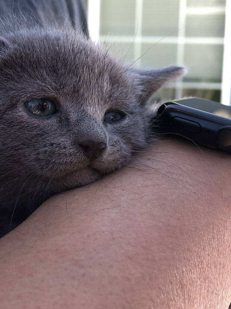 Boo, a Adopted Domestic Medium Hair in Palo Alto, CA image 1/3