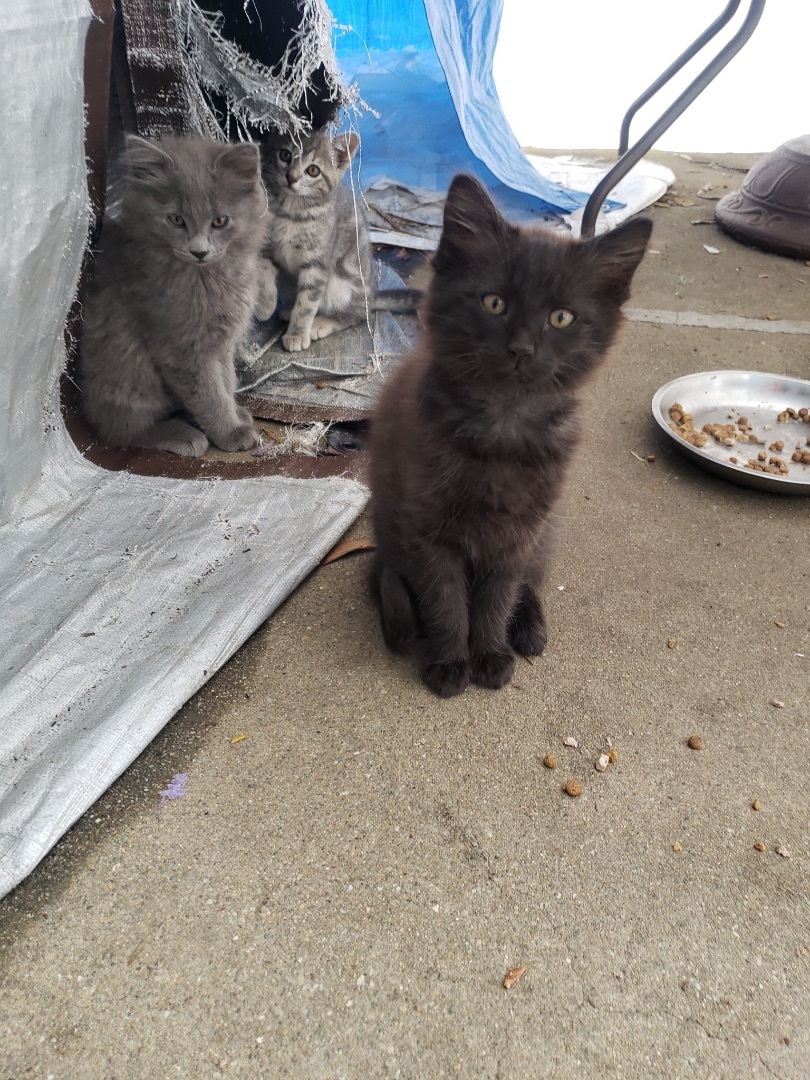 Boo, a Adopted Domestic Medium Hair in Palo Alto, CA image 2/3