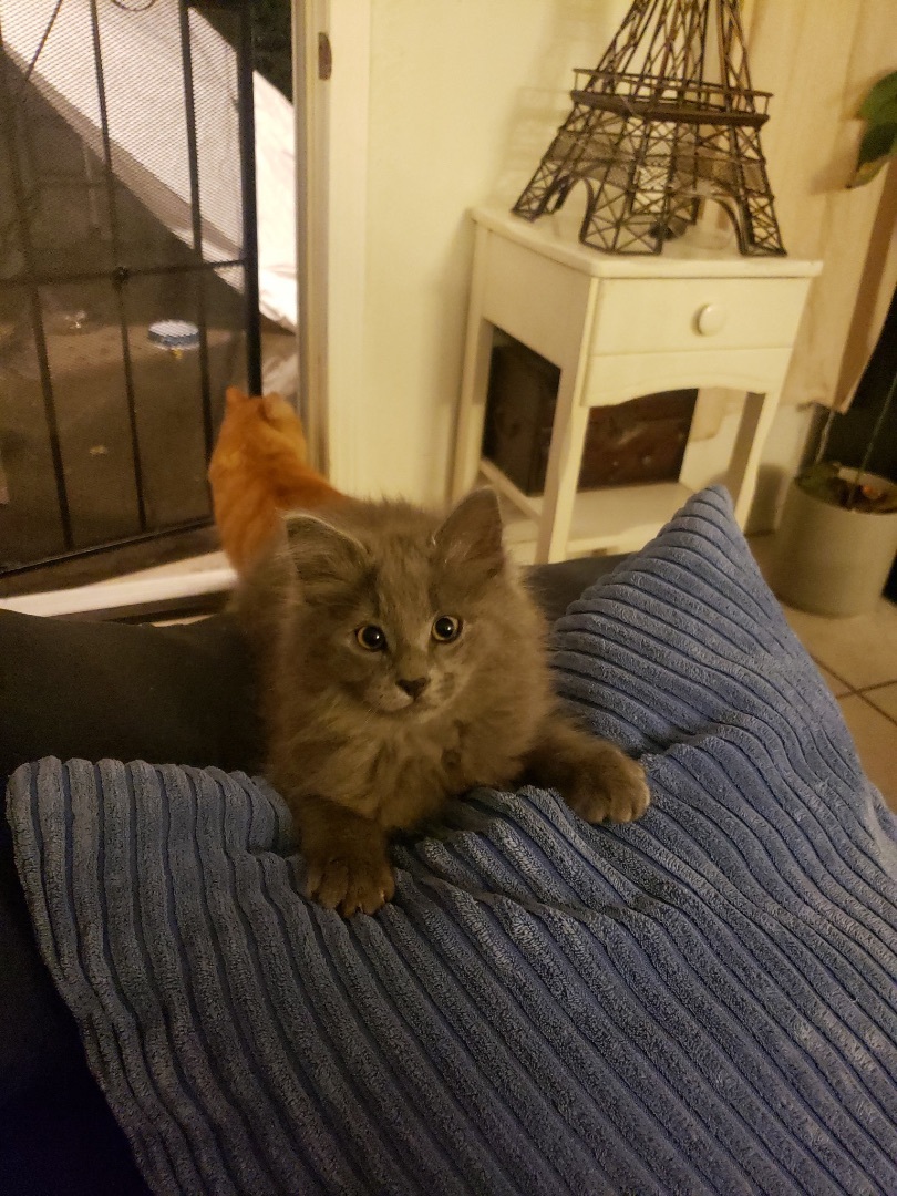 Boo, a Adopted Domestic Medium Hair in Palo Alto, CA image 3/3