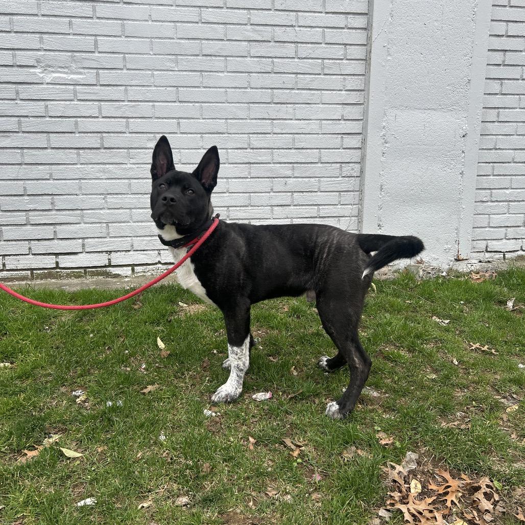 Boss, Adoptable, Young Male Akita.