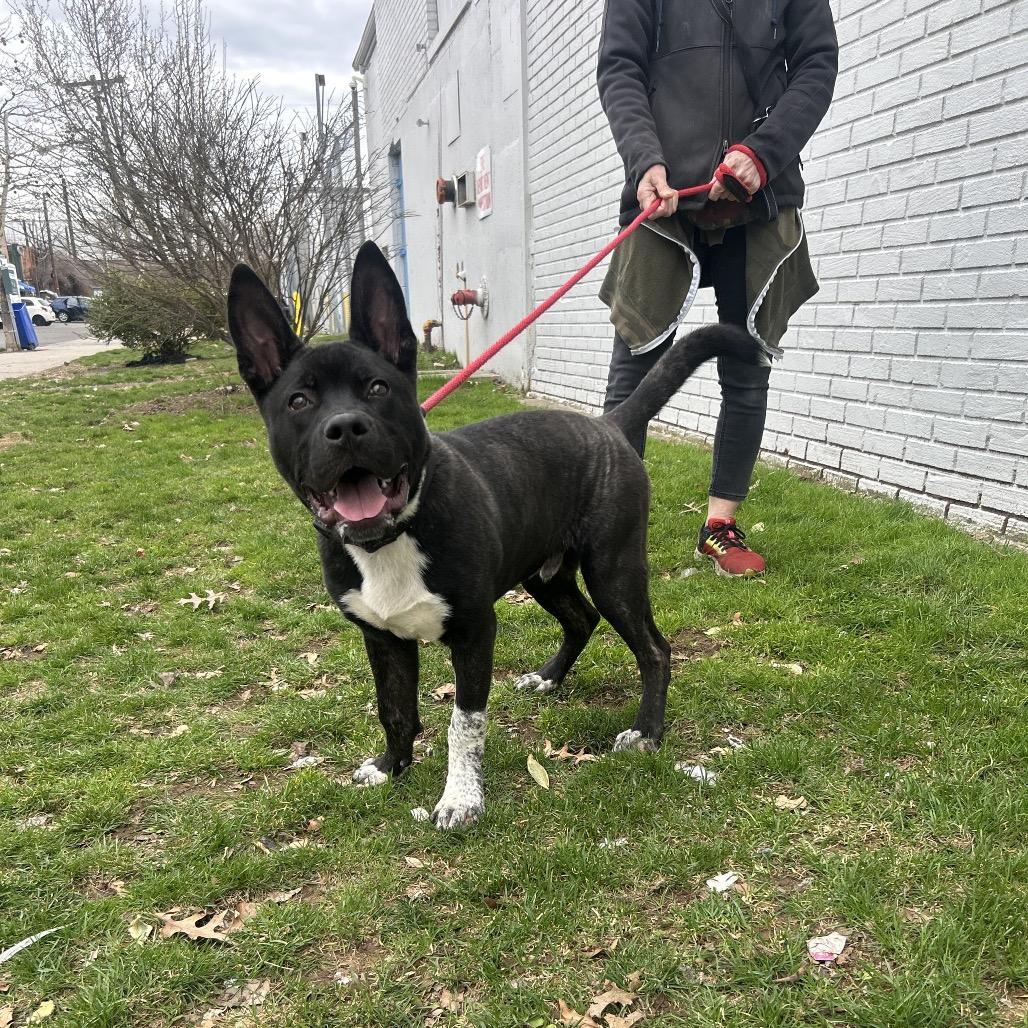 Boss, a Adoptable Akita in Newark, NJ image 2/6