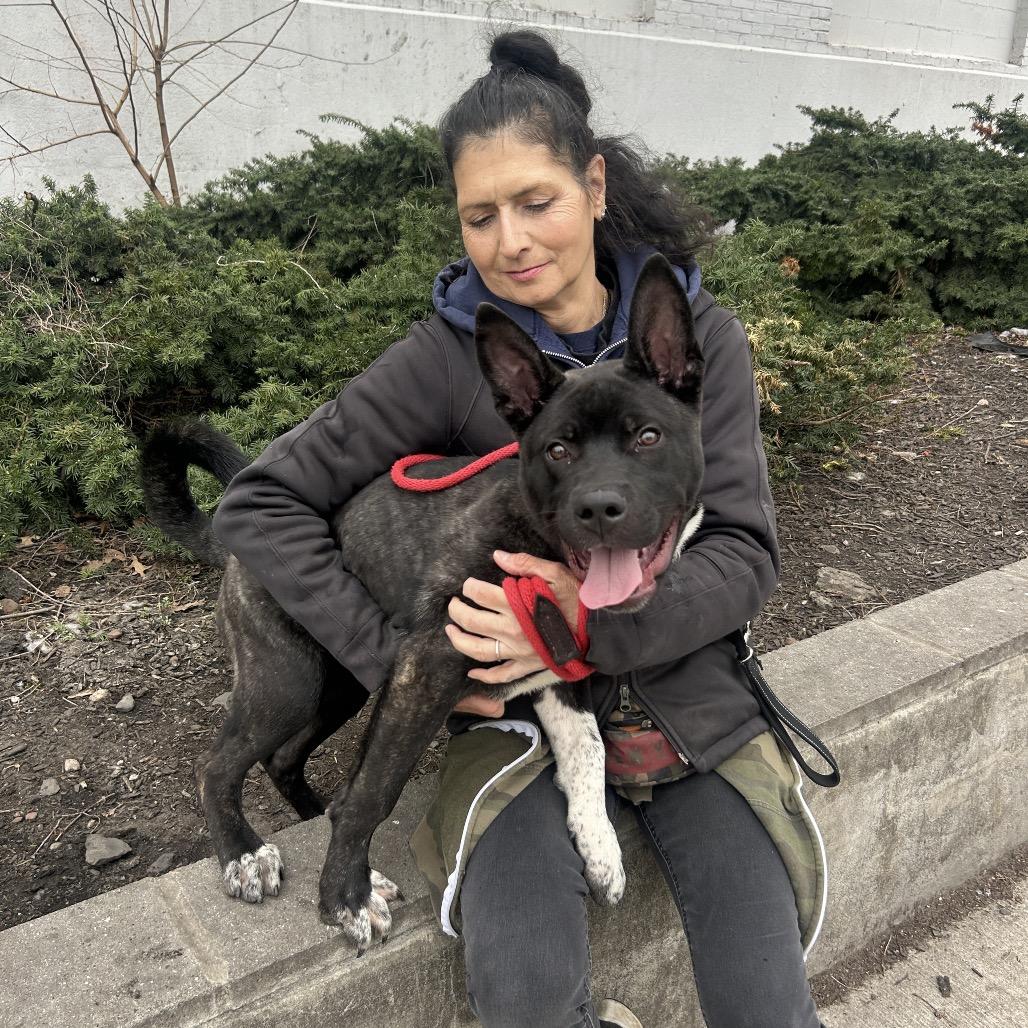 Boss, a Adoptable Akita in Newark, NJ image 3/6