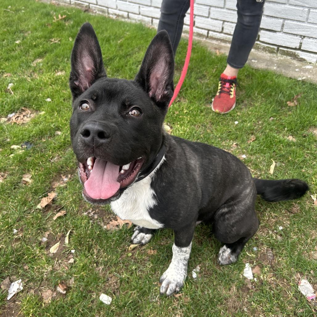 Boss, a Adoptable Akita in Newark, NJ image 4/6
