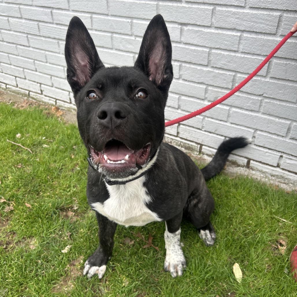 Boss, a Adoptable Akita in Newark, NJ image 4/6