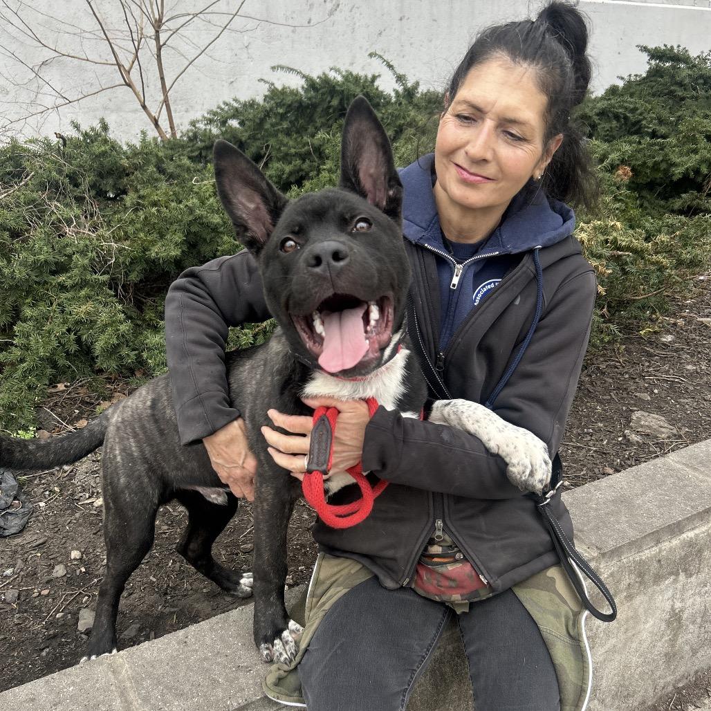 Boss, a Adoptable Akita in Newark, NJ image 5/6
