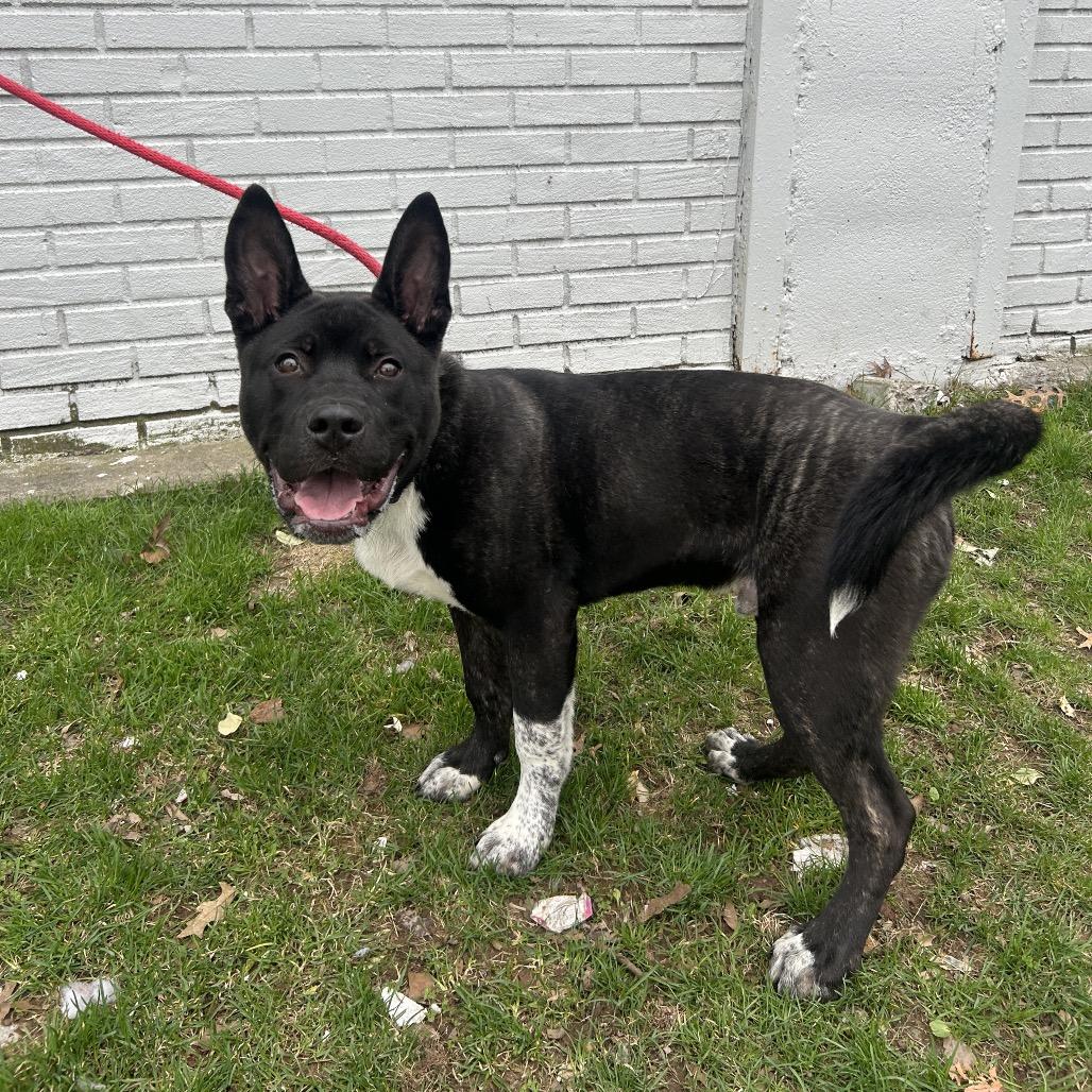 Boss, a Adoptable Akita in Newark, NJ image 6/6