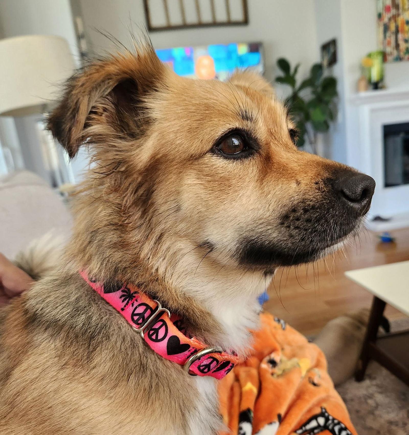 Mark, Adopted, Young Male Chihuahua.