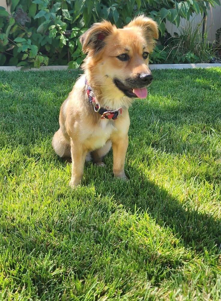 Enlarge Mark, a Adopted Chihuahua in San Bernardino, CA image 3/3