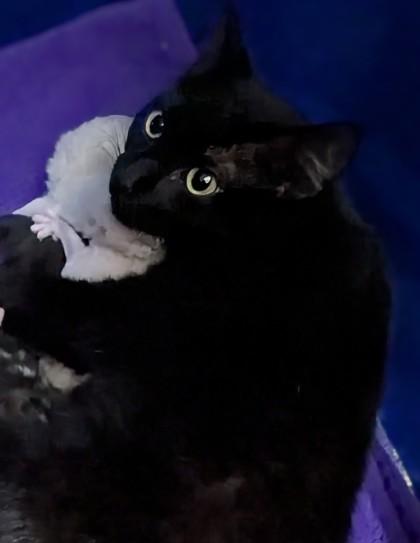 Mira, Adoptable, Young Female Domestic Short Hair & Domestic Short Hair.