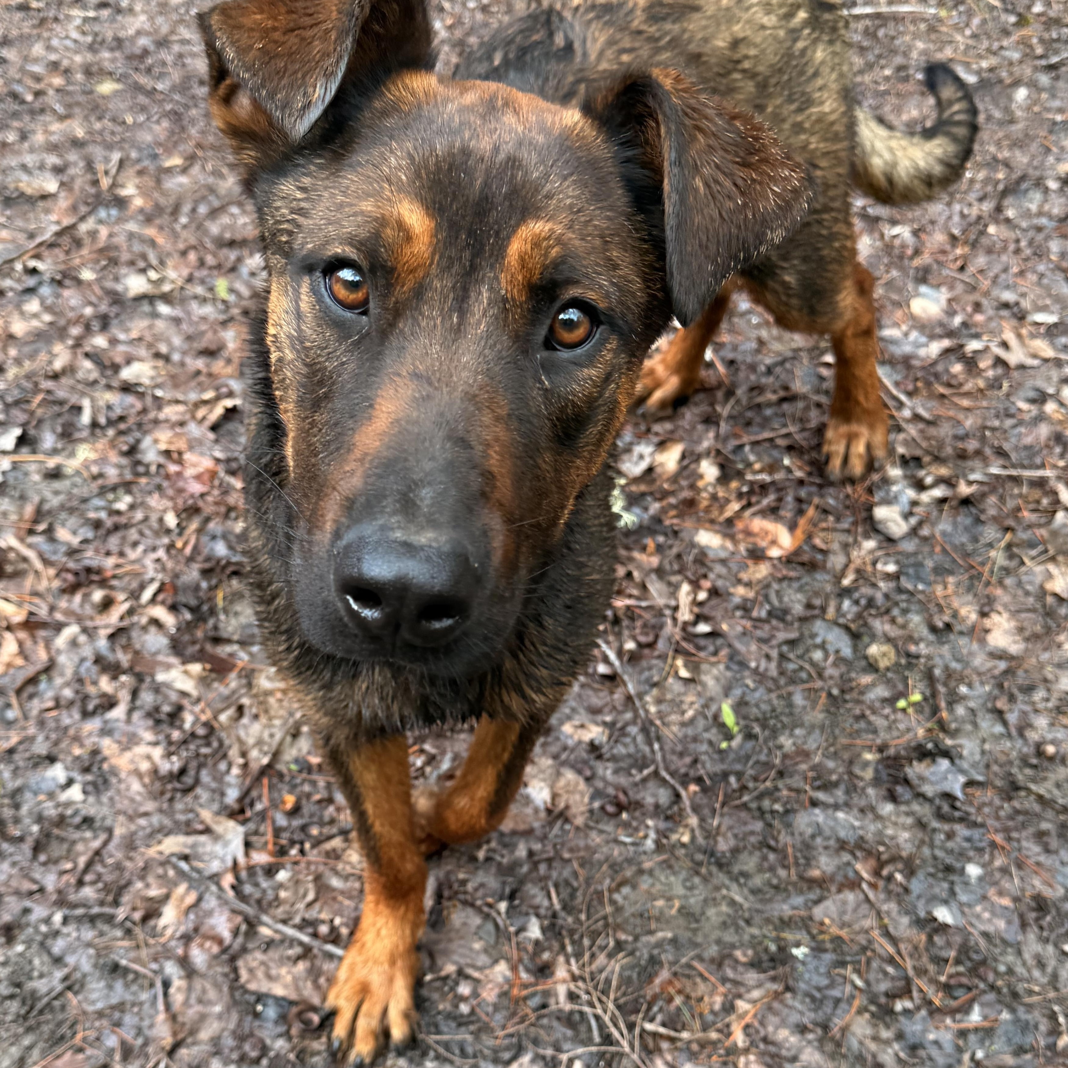 Brielle, a ADOPTABLE mixed breed in Milford, NY image 2/6