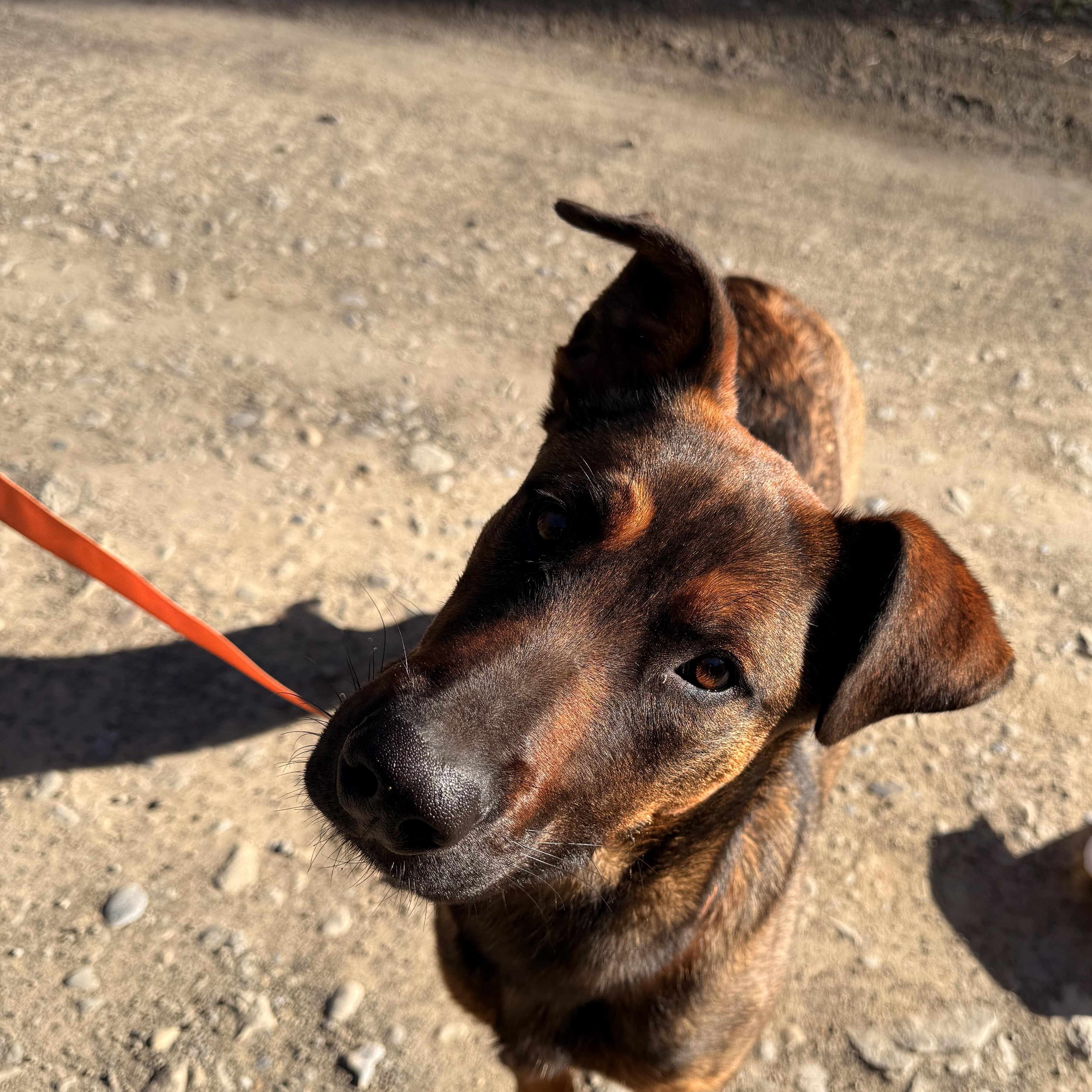 Brielle, a ADOPTABLE mixed breed in Milford, NY image 4/6