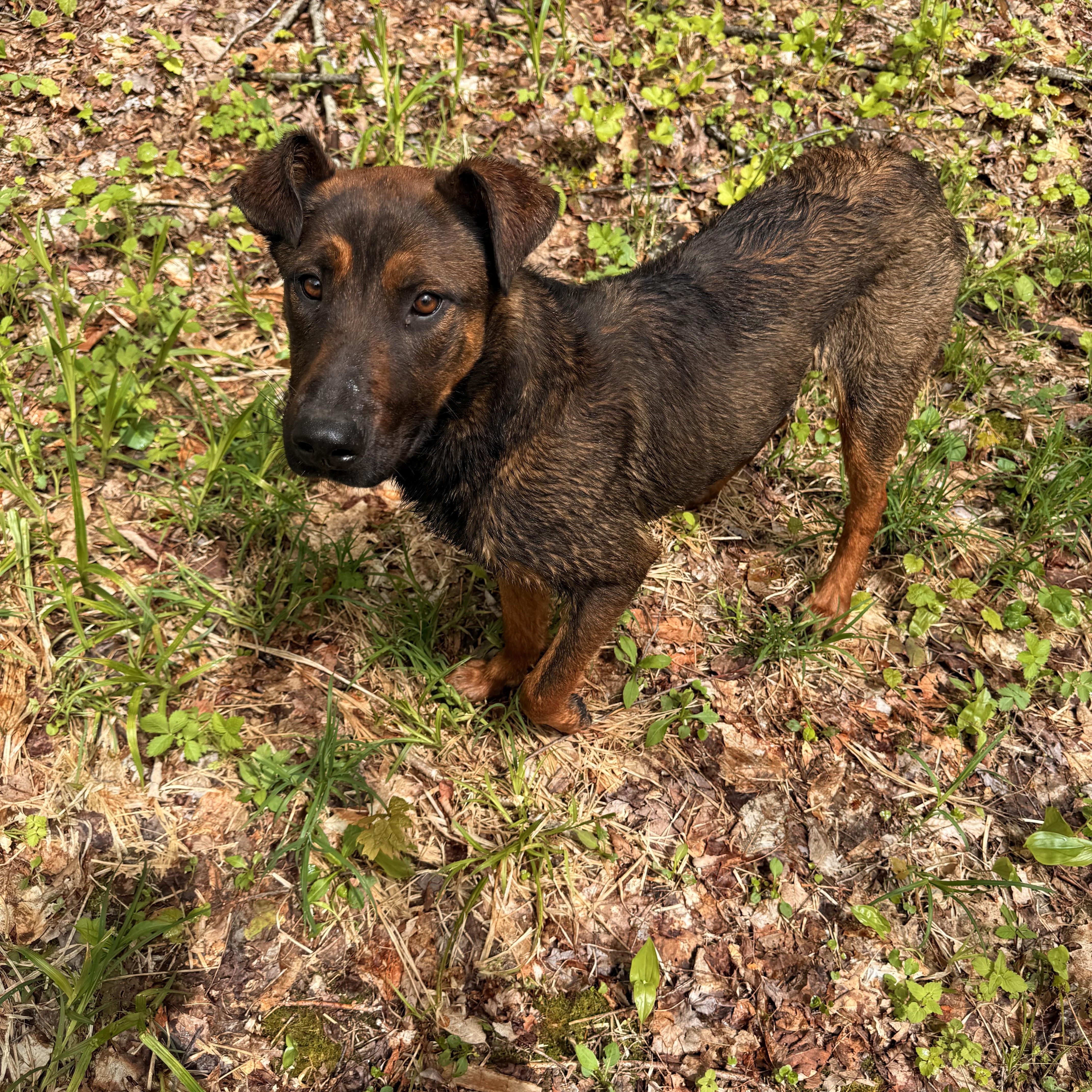 Brielle, ADOPTABLE, Puppy Female Rhodesian Ridgeback & Belgian Shepherd / Malinois.