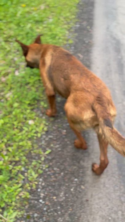 Enlarge Brielle, a ADOPTABLE mixed breed in Milford, NY video 6/6