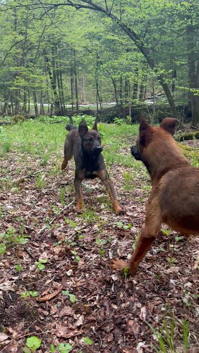 Enlarge Brielle, a ADOPTABLE mixed breed in Milford, NY video 3/6