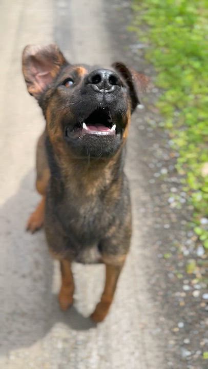 Enlarge Brielle, a ADOPTABLE mixed breed in Milford, NY video 5/6