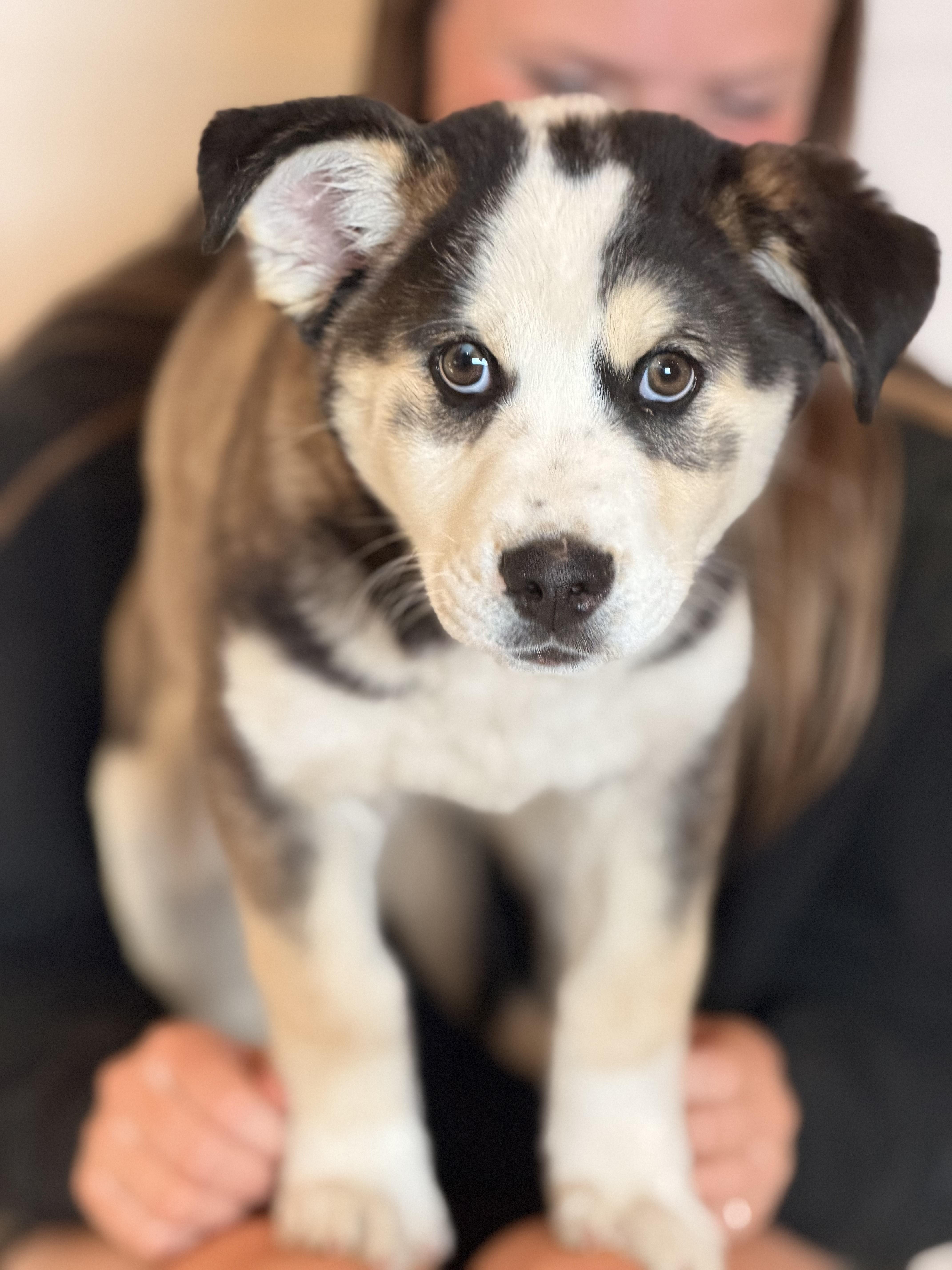 Kierra, an adoptable mixed breed in Sparta, NJ image 4/4