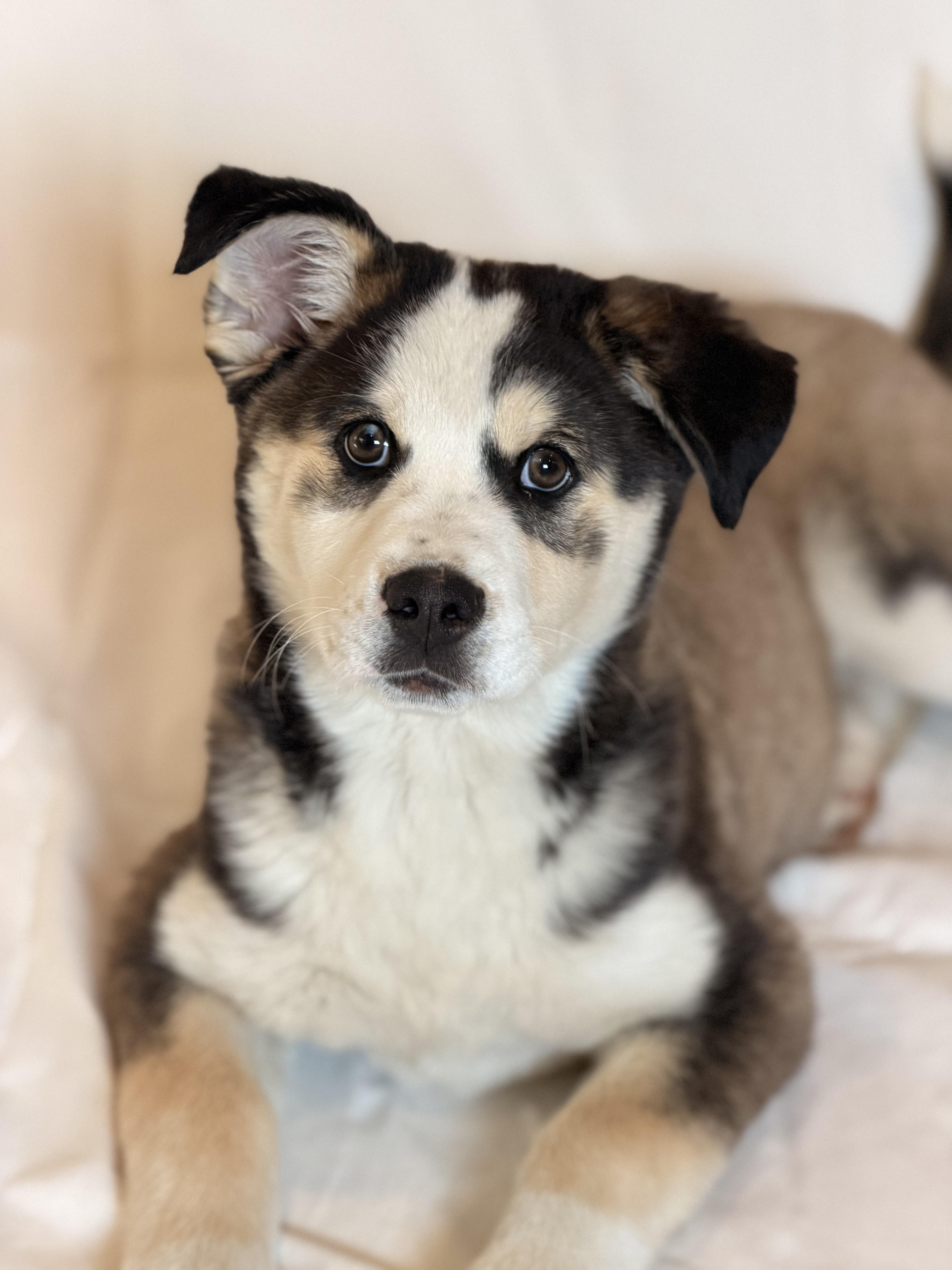 Kierra, adopted, Puppy Female Siberian Husky & Australian Shepherd.