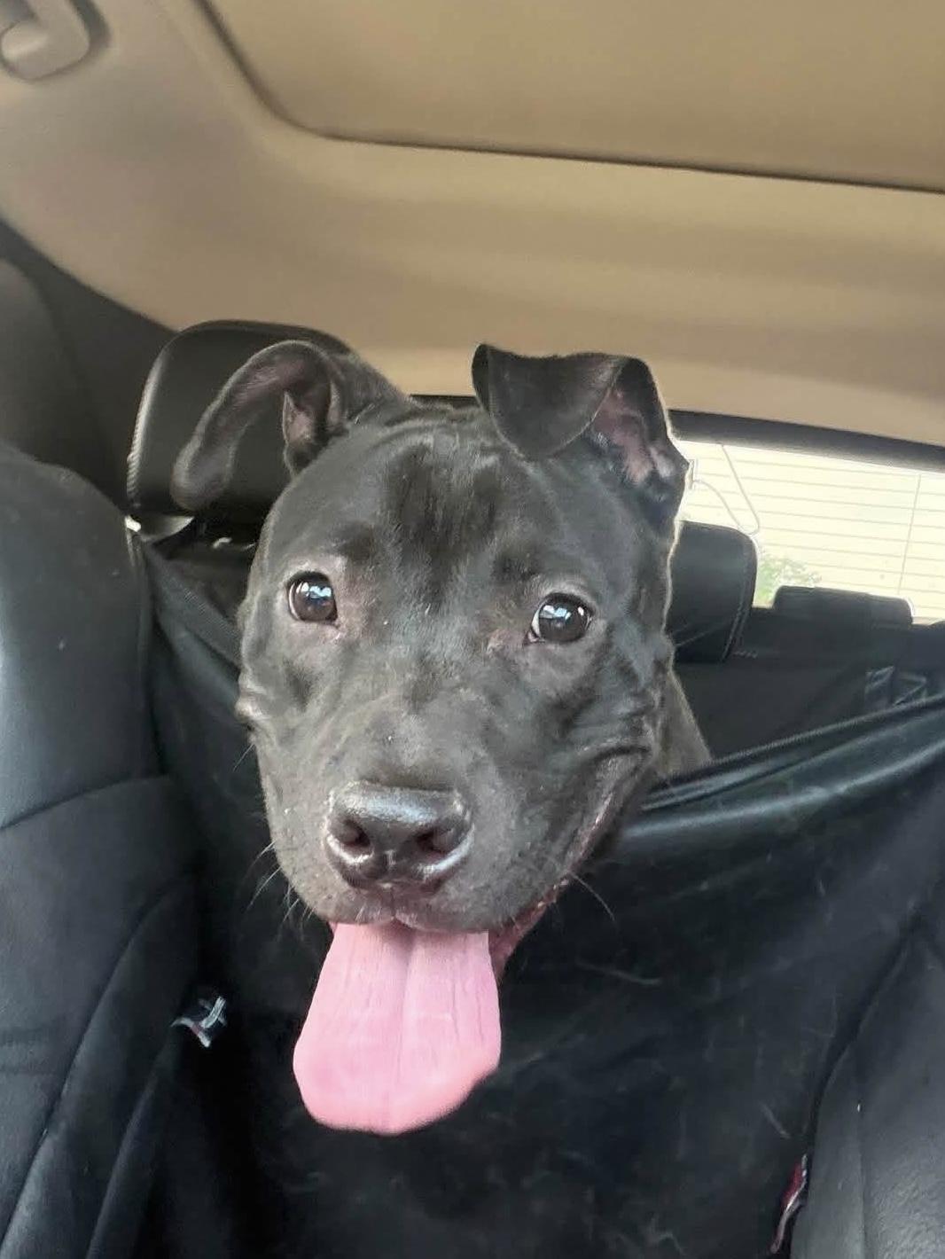 Tiki, a ADOPTABLE mixed breed in Jackson , NJ image 4/4