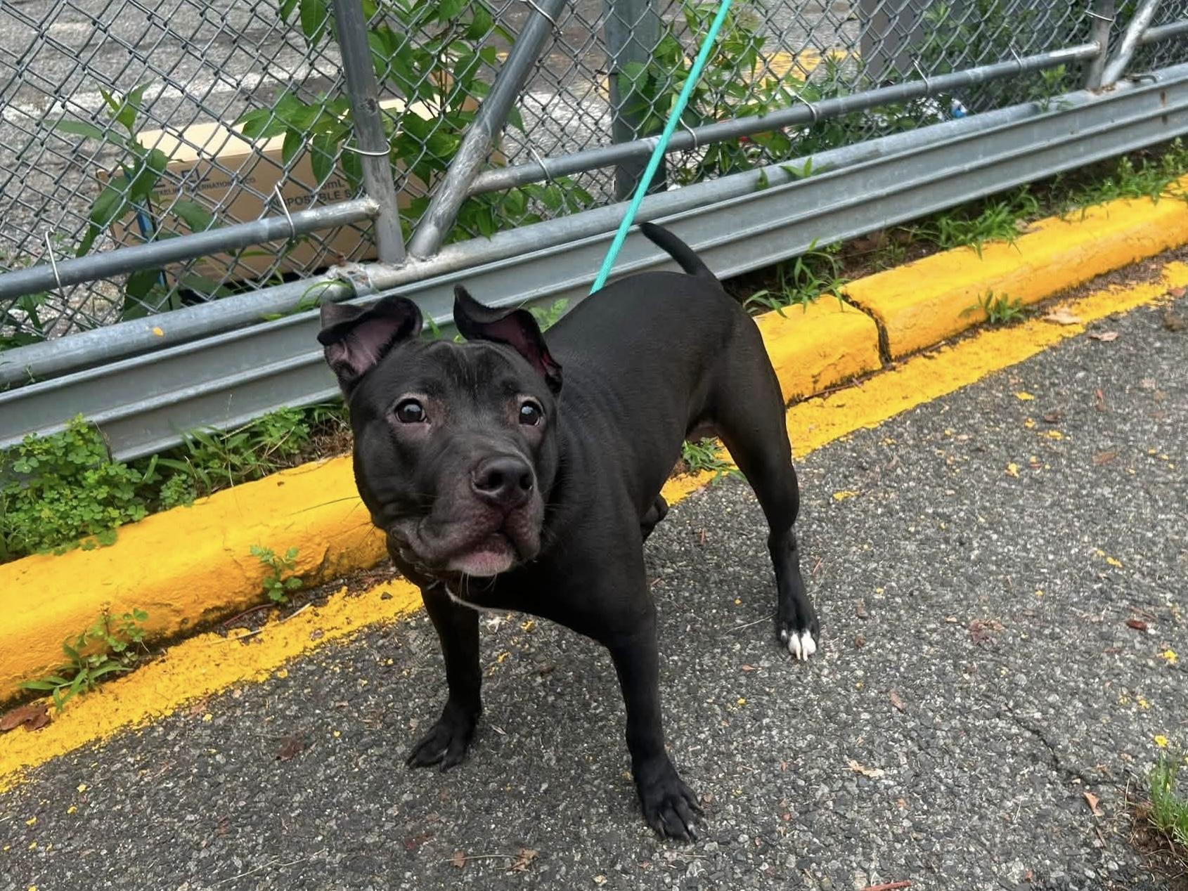 Tiki, a ADOPTABLE mixed breed in Jackson , NJ image 2/4