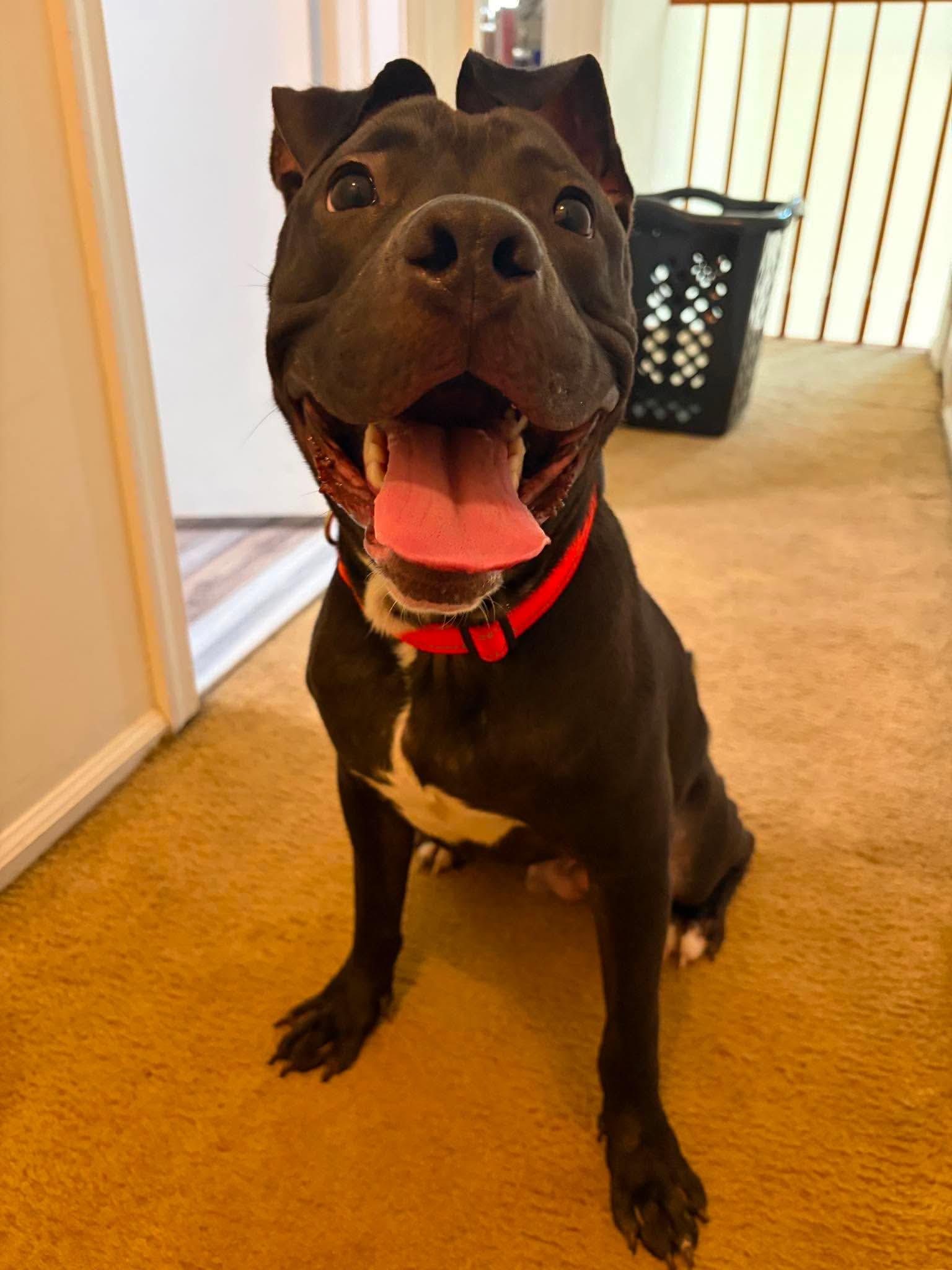Tiki, ADOPTABLE, Young Male Pit Bull Terrier.