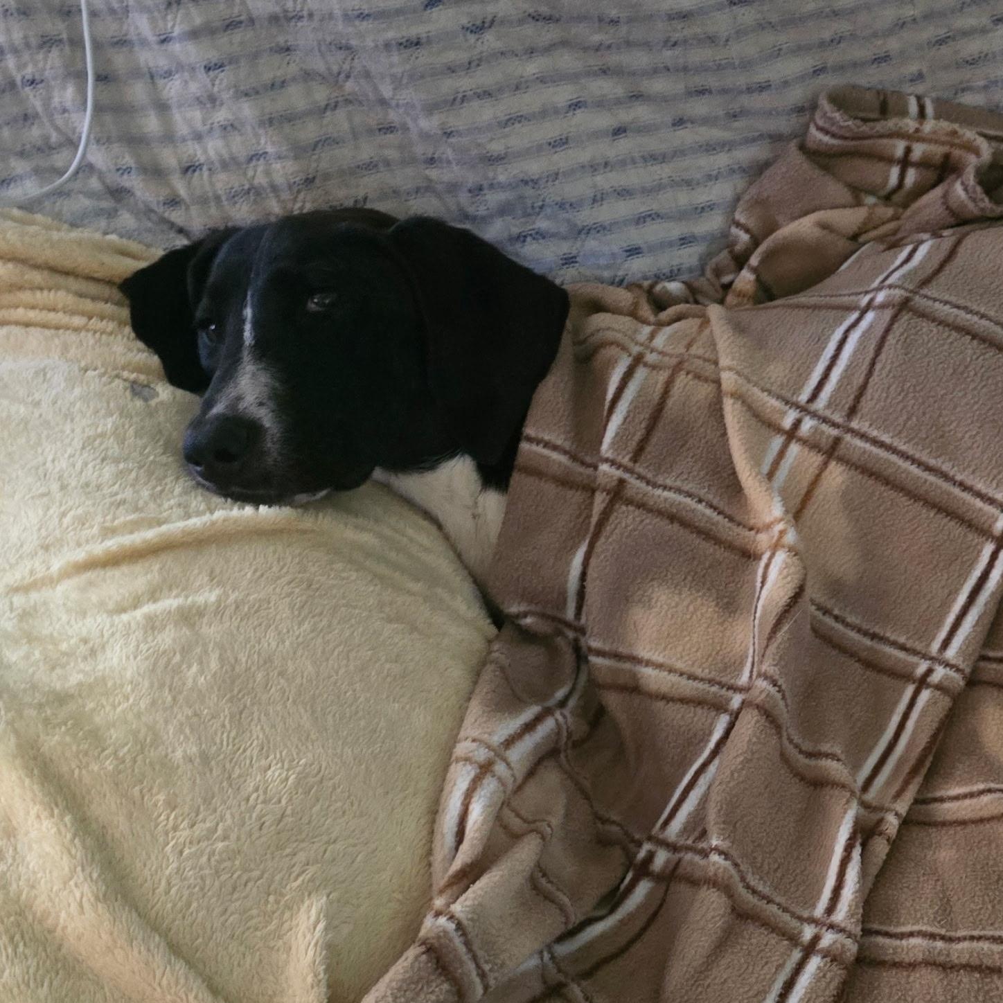 Enlarge Rose, a Adoptable Hound in Greensboro, NC image 5/5