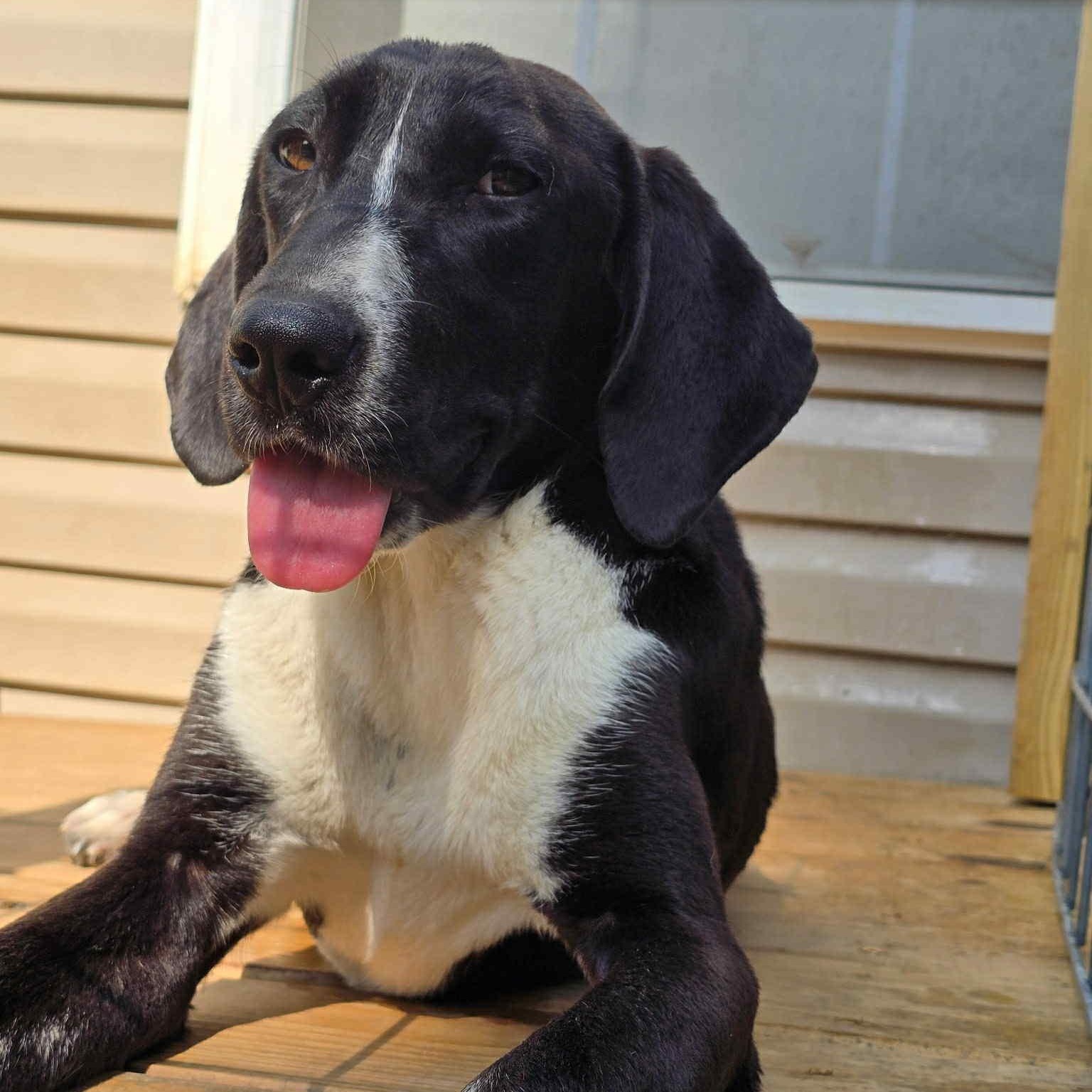 Enlarge Rose, a Adoptable Hound in Greensboro, NC image 4/5