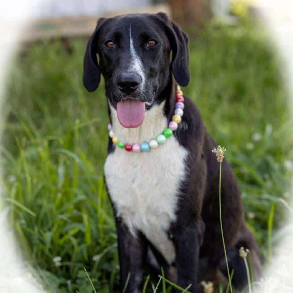Enlarge Rose, a Adoptable Hound in Greensboro, NC image 3/5