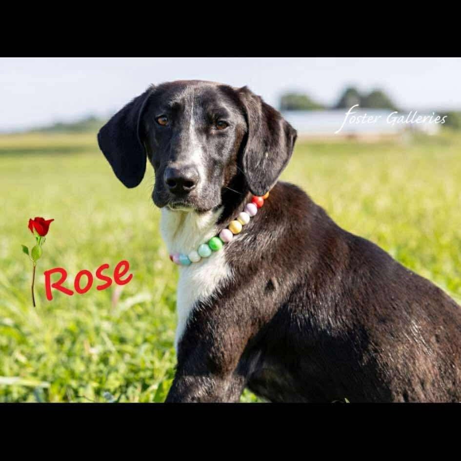 Rose, Adoptable, Young Female Hound.