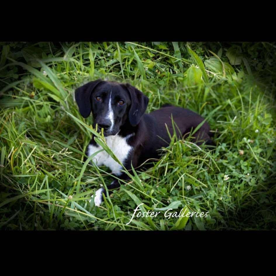 Enlarge Rose, a Adoptable Hound in Greensboro, NC image 2/5