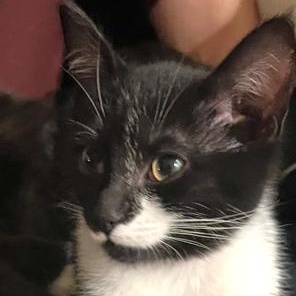 Enlarge Stroopwafel, a ADOPTABLE Domestic Short Hair in Apex, NC image 3/3