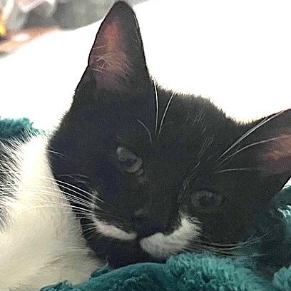 Enlarge Stroopwafel, a ADOPTABLE Domestic Short Hair in Apex, NC image 2/3