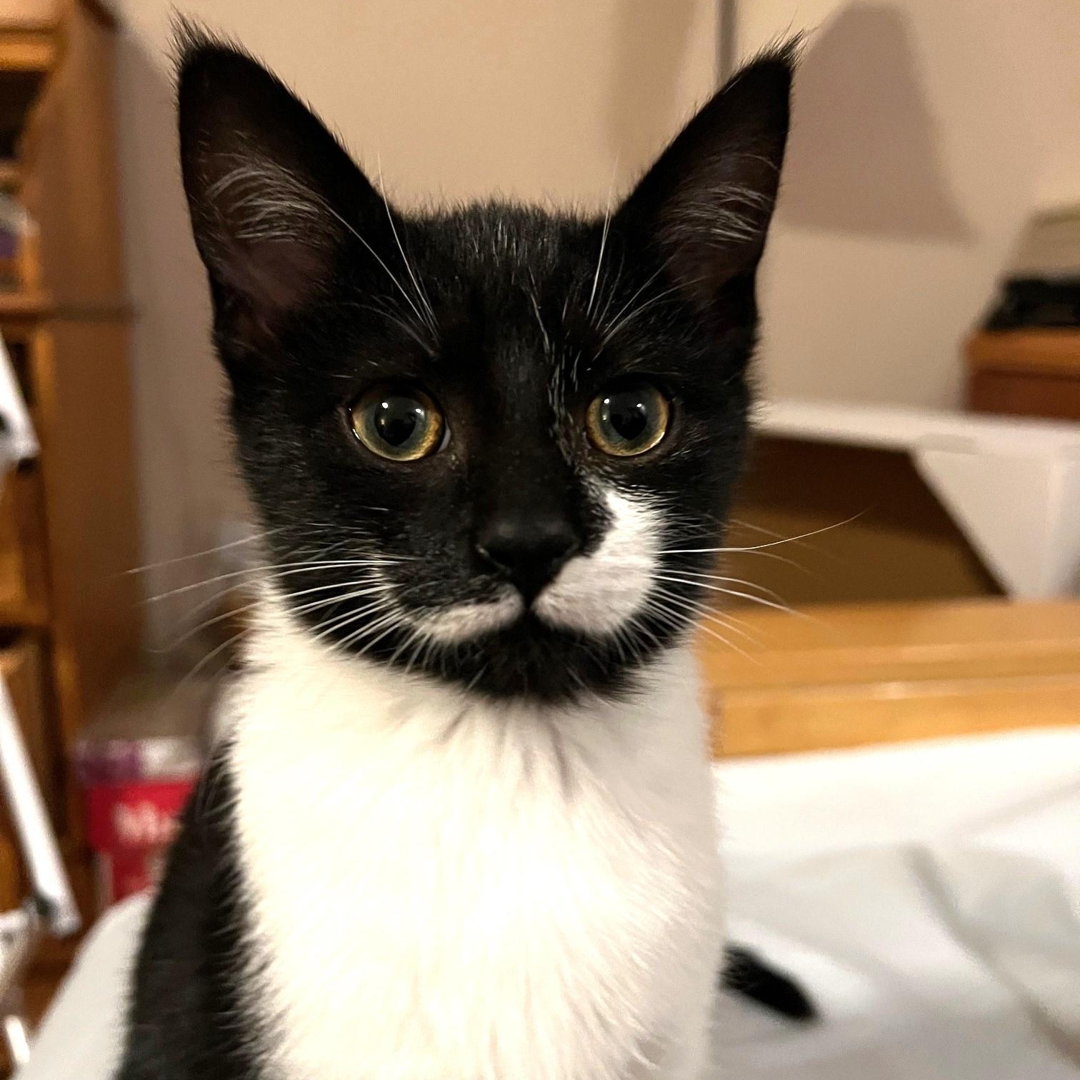 Enlarge Stroopwafel, a ADOPTABLE Domestic Short Hair in Apex, NC image 1/3