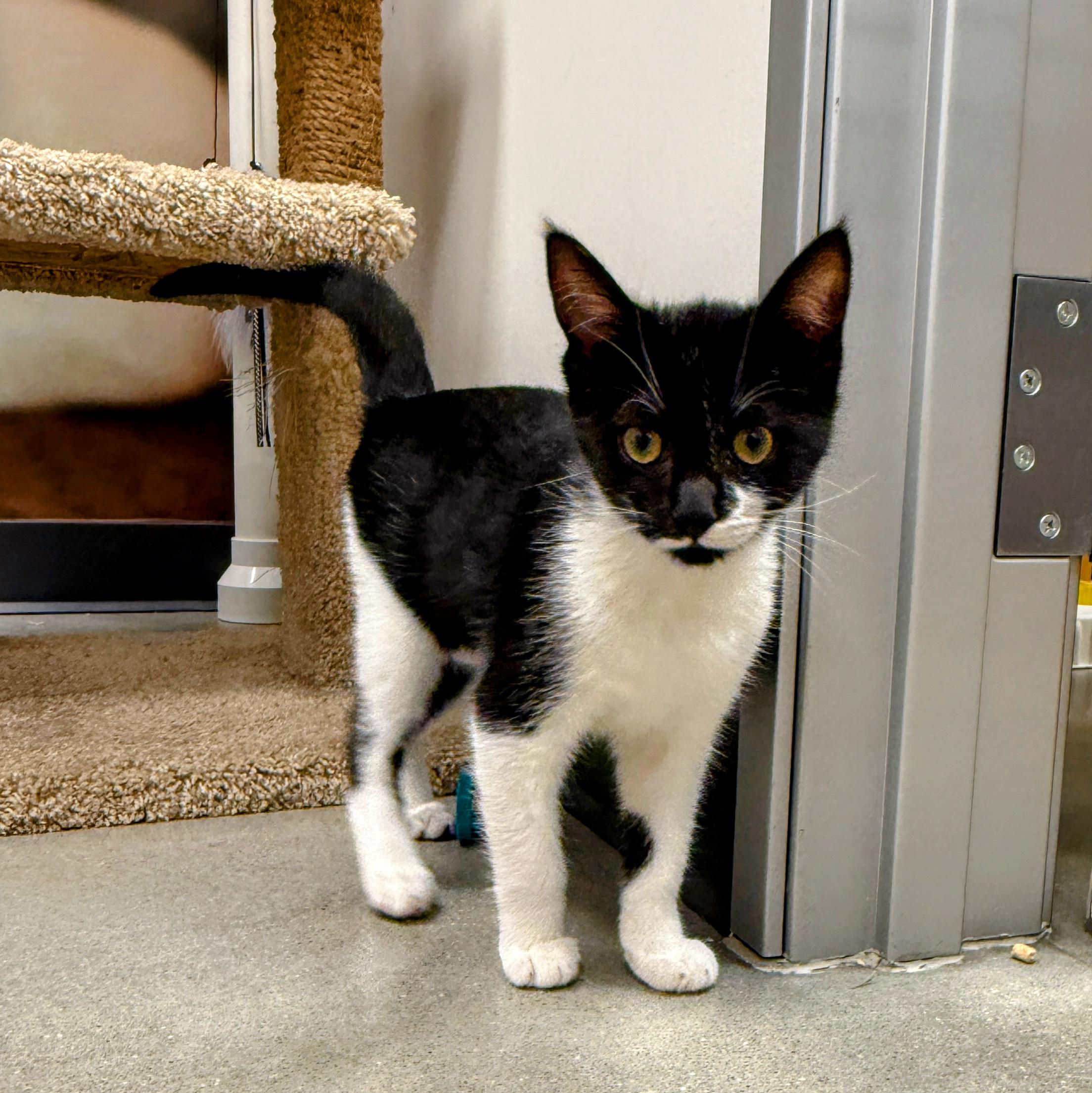 Stroopwafel, ADOPTABLE, Kitten Female Domestic Short Hair.