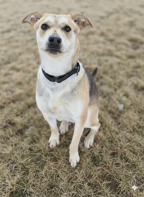 JOLLY, Adoptable, Young Female German Shepherd Dog & Mixed Breed.