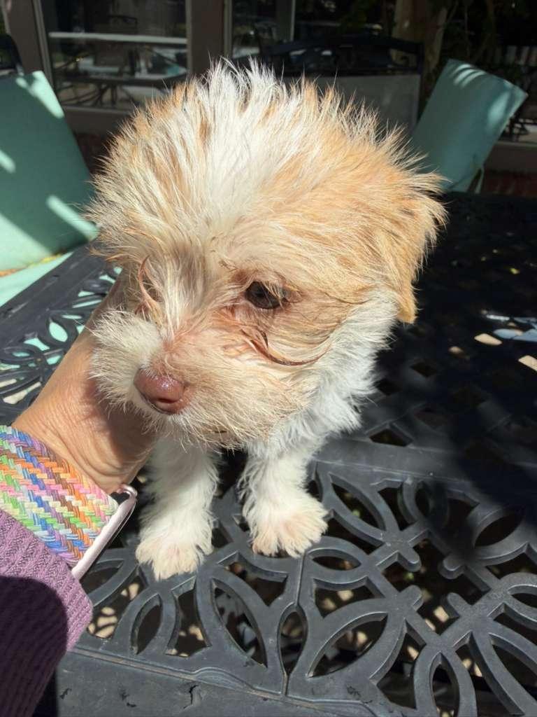 Lover Boy, Adoptable, Puppy Male Terrier & Mixed Breed.