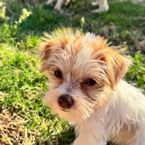 Enlarge Lover Boy, a Adoptable mixed breed in Broken Arrow, OK image 3/6