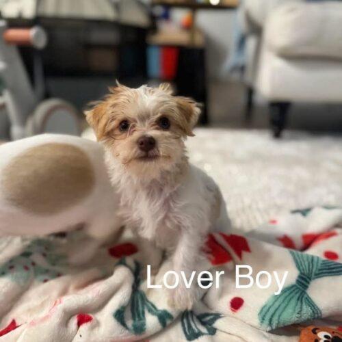 Enlarge Lover Boy, a Adoptable mixed breed in Broken Arrow, OK image 4/6