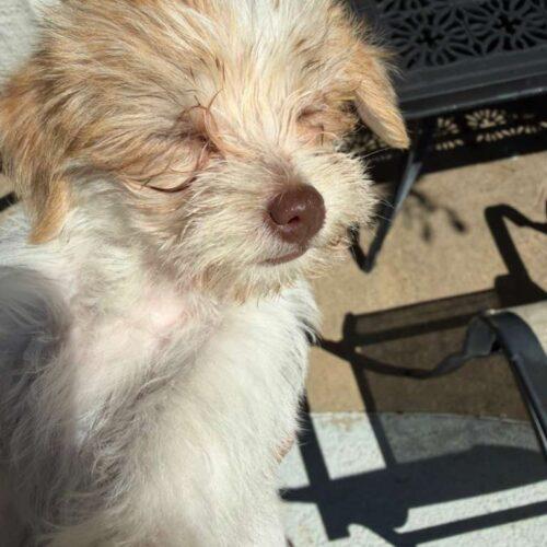 Enlarge Lover Boy, a Adoptable mixed breed in Broken Arrow, OK image 5/6