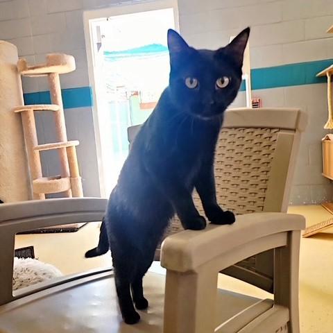 Enlarge Eren, a ADOPTABLE mixed breed in Glendale, AZ image 2/3