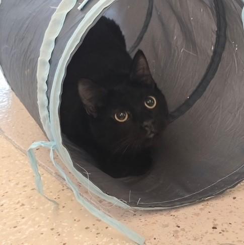 Enlarge Eren, a ADOPTABLE mixed breed in Glendale, AZ image 3/3