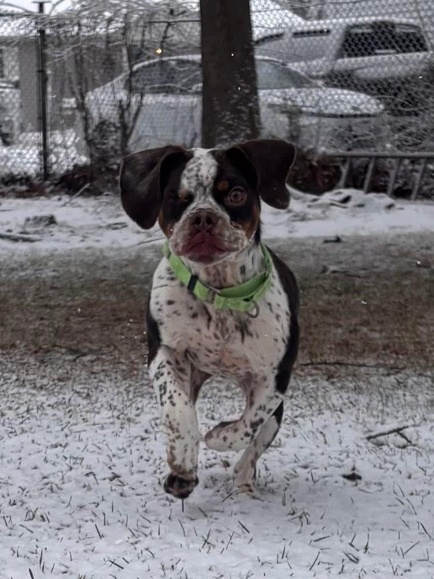 Ripley, Adopted, Adult Male English Bulldog & Boston Terrier.