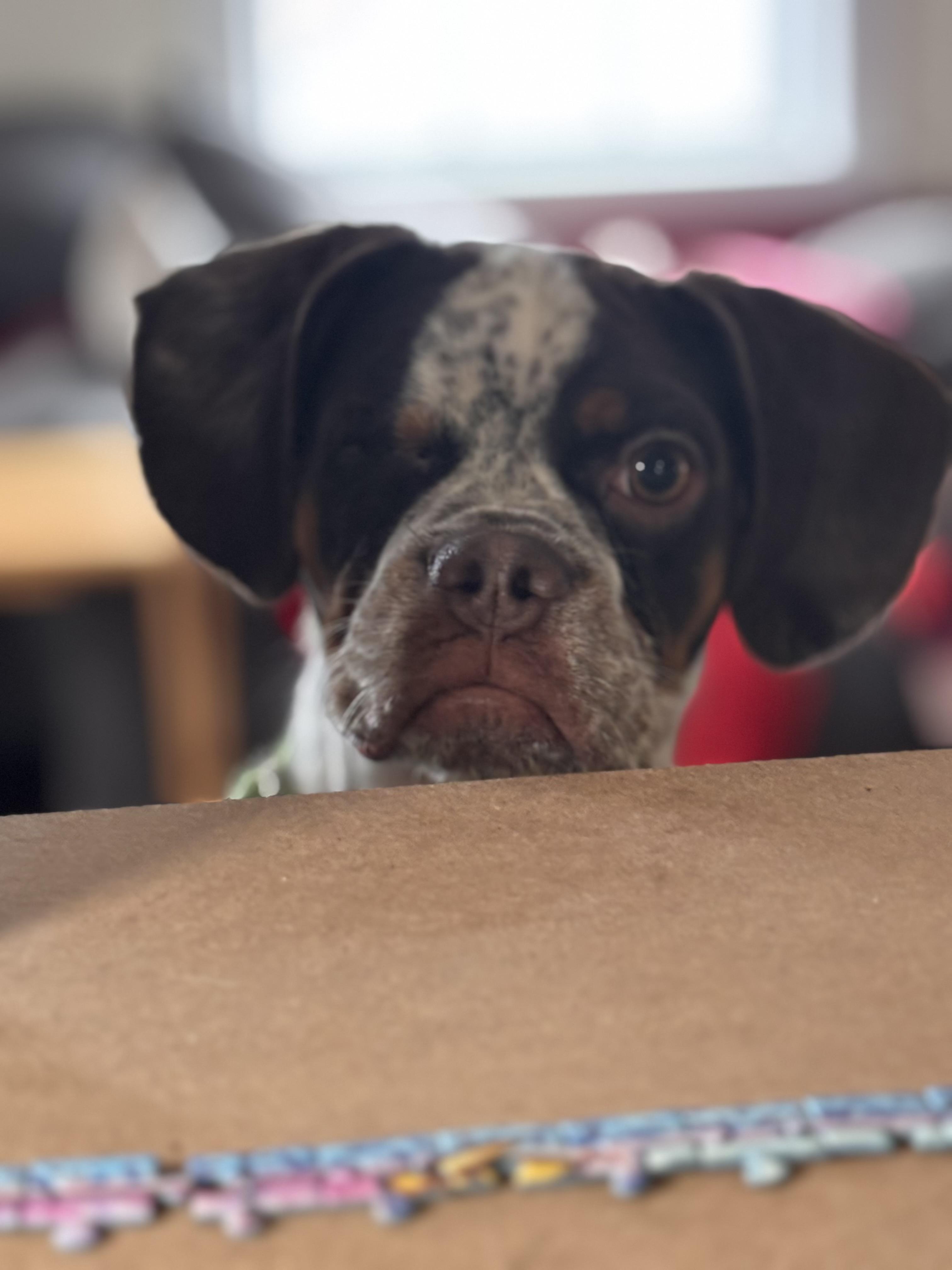 Ripley, a Adopted mixed breed in Stoughton, MA image 2/3