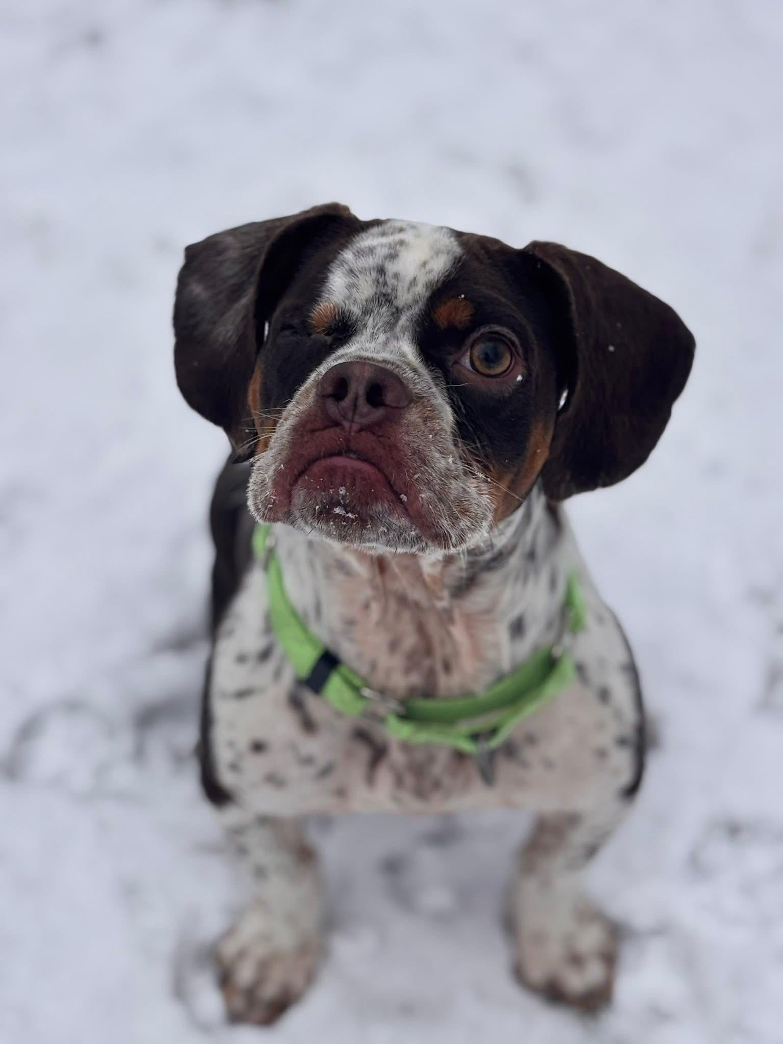 Ripley, a Adopted mixed breed in Stoughton, MA image 3/3